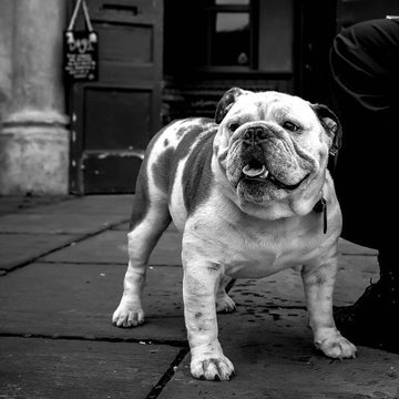 Hundetilbehør særligt velegnet til engelsk bulldog