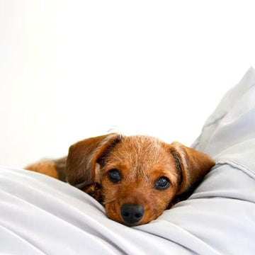Har din hund dårlig mave ?