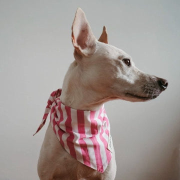 Lolly Pink // Hundehalstuch mit Streifen (pink) Groß