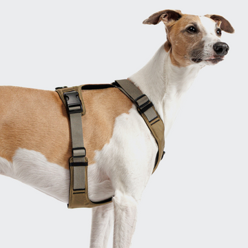 Cloud7 Active Y2 // Funktioneller und verstellbarer Y-Gurt (khaki)