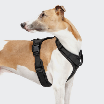 Cloud7 Active Y3 // Bequemes und funktionelles Y-Geschirr (schwarz)