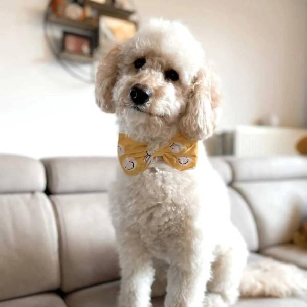 Freundschaft // Hundefliege mit Smileys