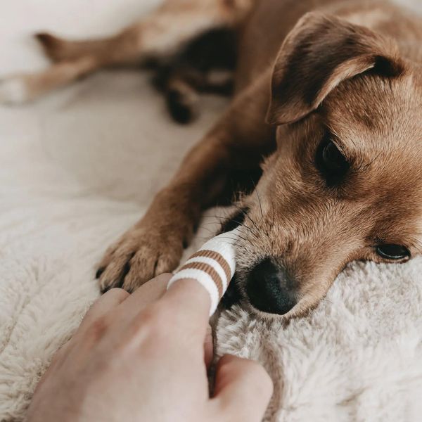 Lila Loves It // Fingerzahnbürste für Hunde