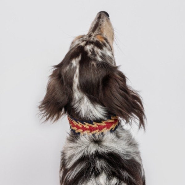 Buddys Dogwear Peruvian Arrow // Breites und leichtes Halsband (blau)