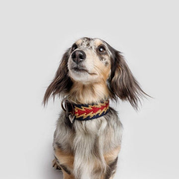 Buddys Dogwear Peruvian Arrow // Breites und leichtes Halsband (blau)