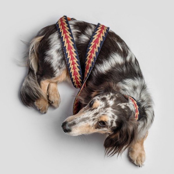 Buddys Dogwear Peruvian Arrow // Breite und leichte Leine (blau)