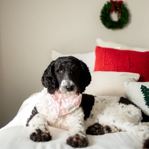 Elfie // Weihnachts-Bandana mit Zuckerstangen