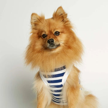 Daniel Bodysuit // Hundepullover aus Bio-Baumwolle (blau)