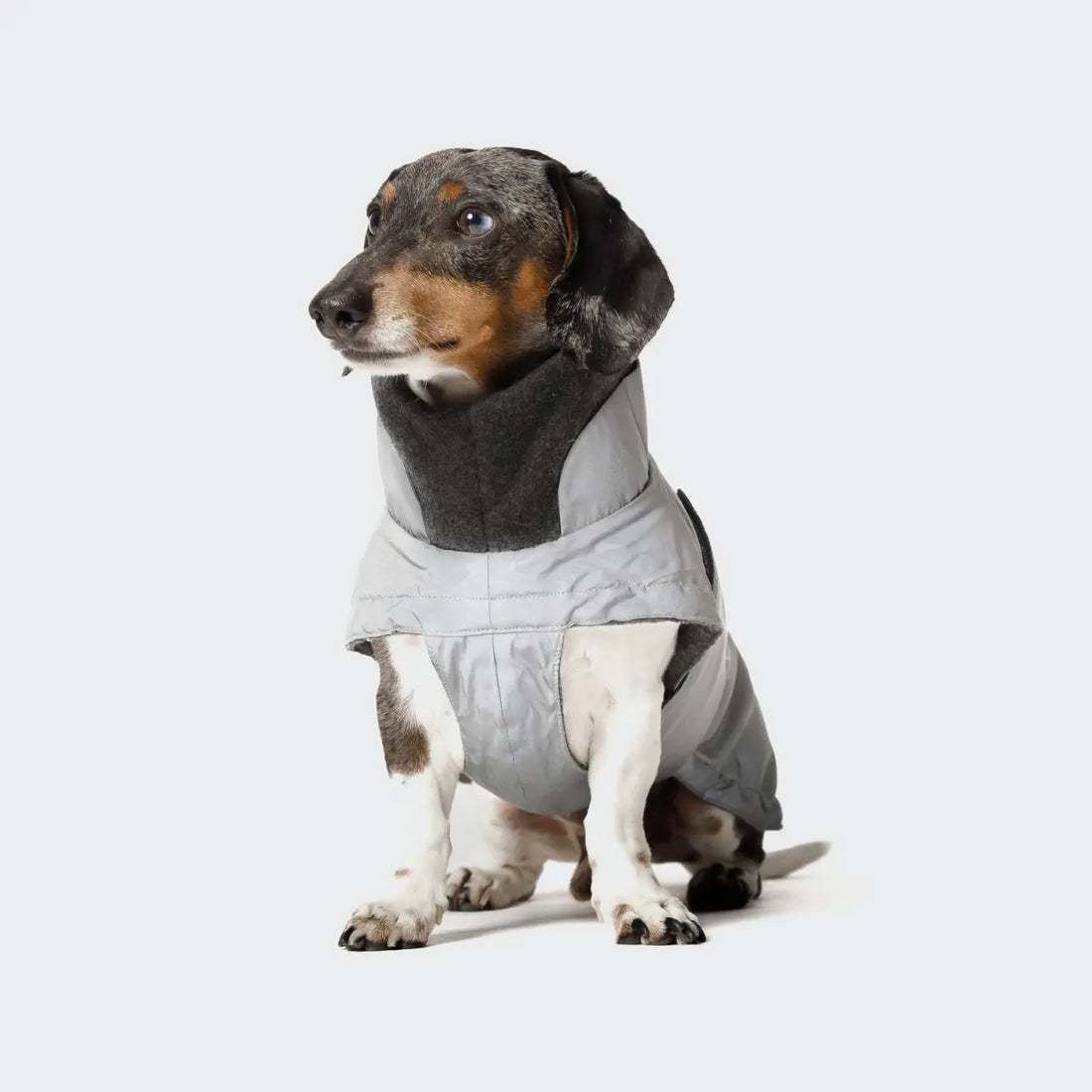 Cloud7 Brooklyn, Dackel // Warme und wasserabweisende Hundedecke (reflektierend)