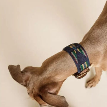 Buddys Dogwear Etna Blue // Breites und leichtes Halsband (blau)