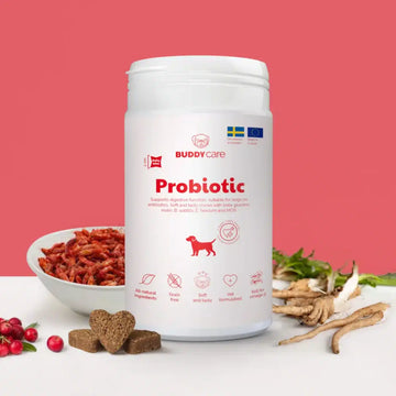 Buddy Probiotic // Natürliches Nahrungsergänzungsmittel zur Unterstützung der Verdauung