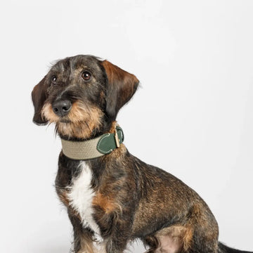 Buddys Dogwear James Green // Breites und leichtes Halsband (grün)