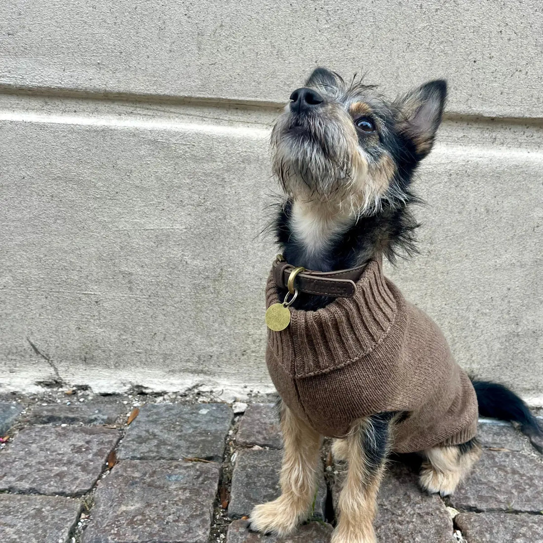 Calimar Sweater // Gestrickter Hundepullover aus Wolle (braun)