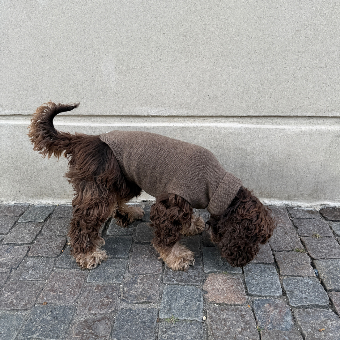 Calimar Sweater 2.0 // Gestrickter Hundepullover aus Wolle (braun)