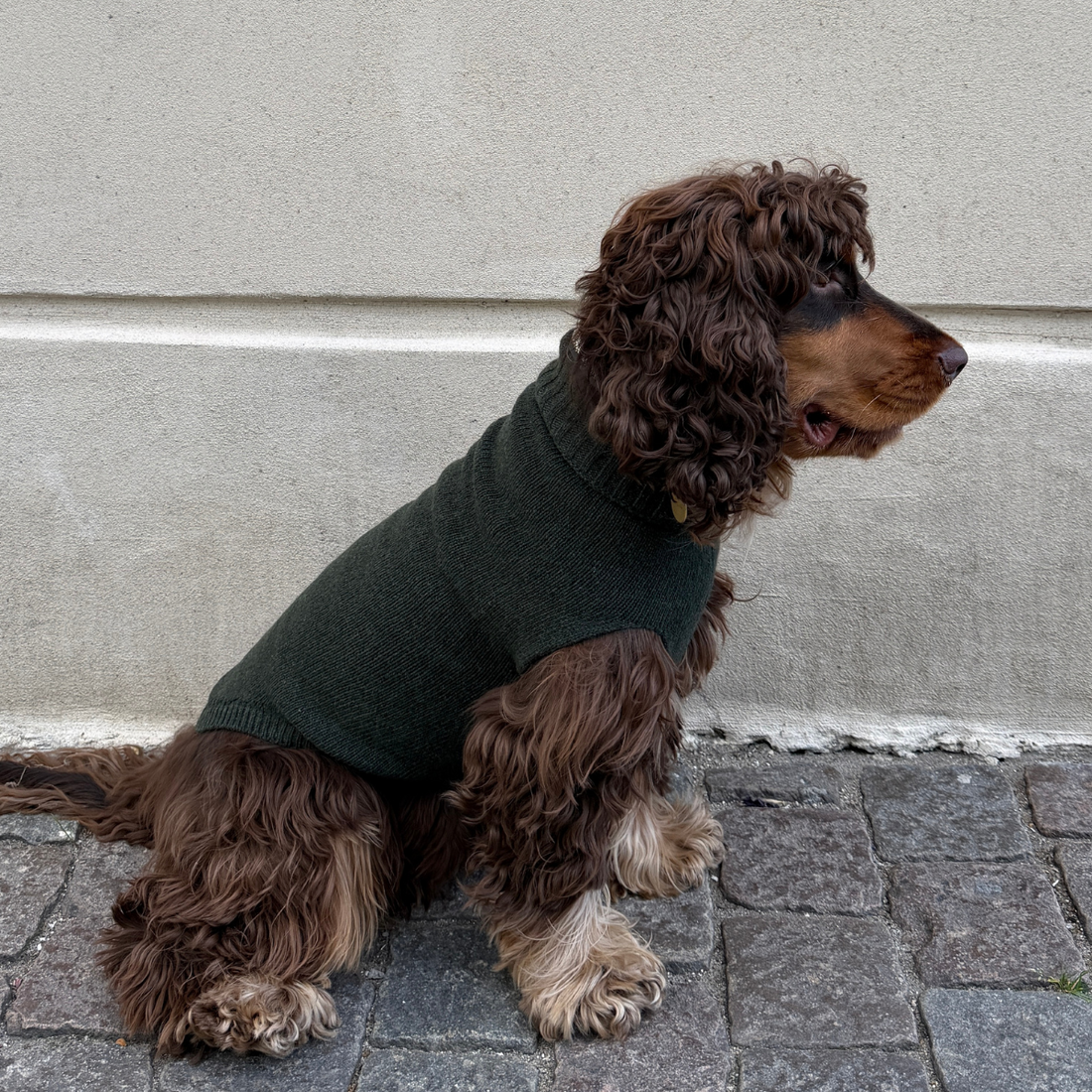 Calimar Sweater 2.0 // Gestrickter Hundepullover aus Wolle (grün)