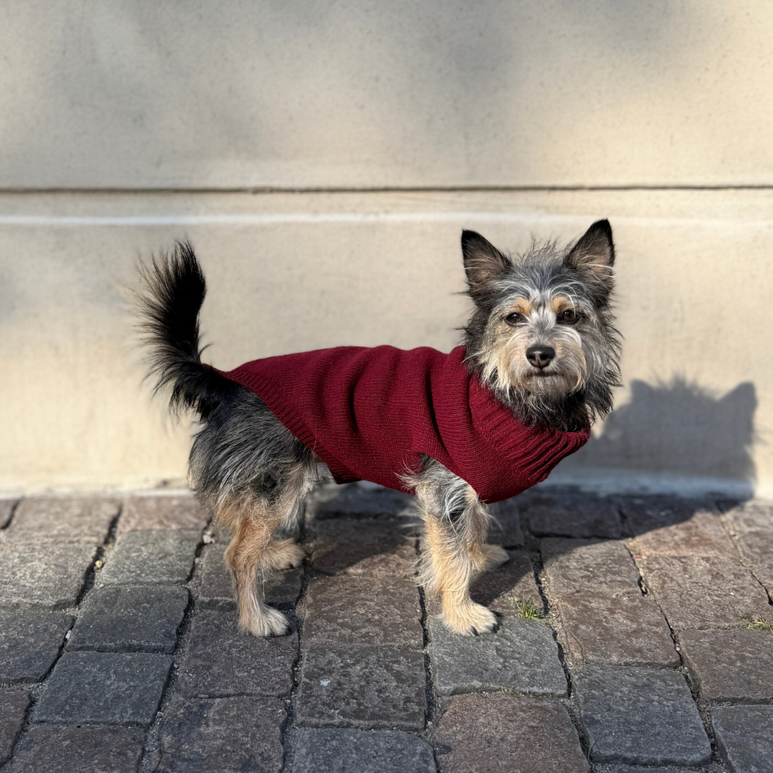 Calimar Sweater 2.0 // Gestrickter Hundepullover aus Wolle (bordeaux)