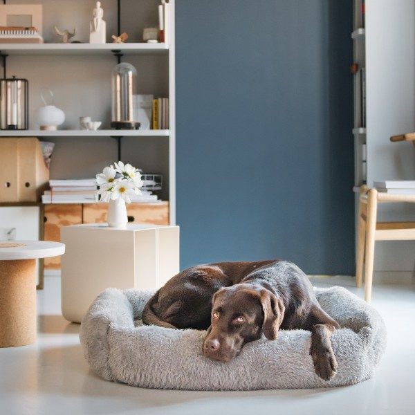 Cloud7 Sleepy Deluxe // Exklusives Hundebett aus Boucléwolle (Teddy)