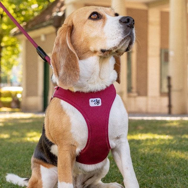 Curli Air Mesh // Step-in-Geschirr aus Air Mesh (Rubin)