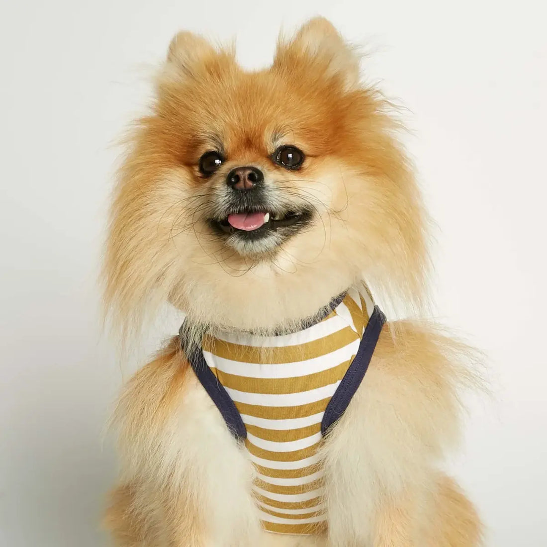 Daniel Bodysuit // Hundepullover aus Bio-Baumwolle (Dijon/Grün) XS