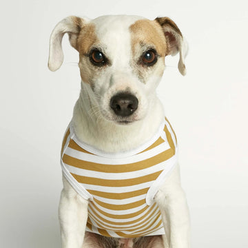 Daniel Bodysuit // Hundepullover aus Bio-Baumwolle (Dijon)