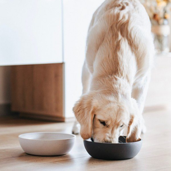 District 70 Bamboo // Bambus-Hundenapf (dunkelgrau)