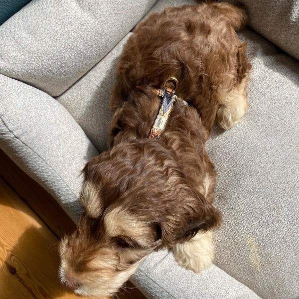 Drew's Dogwear Dark Arrow // Verstellbares Y-Geschirr (braunes Muster)