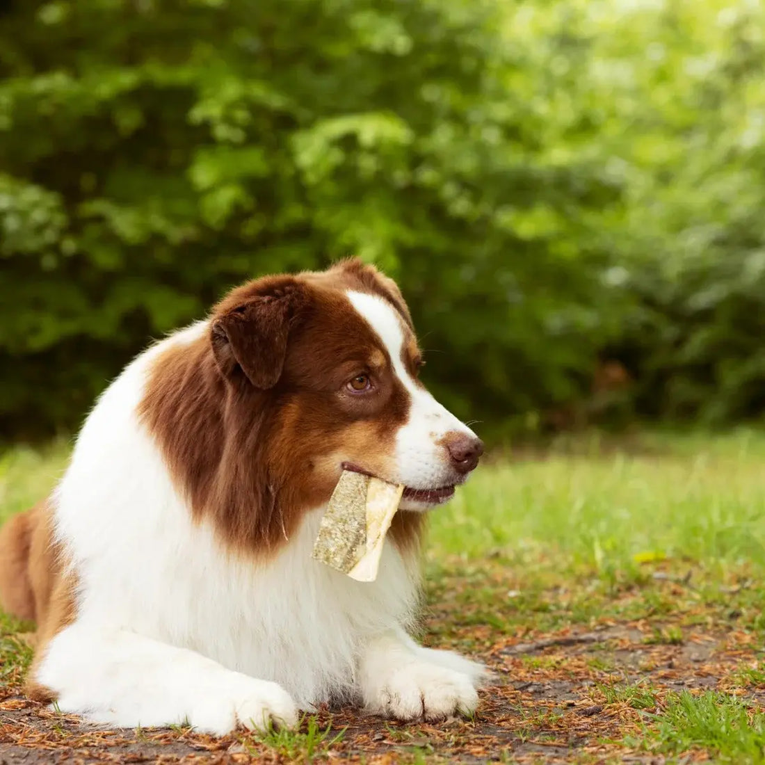Essentielle isländische Fischfreuden // 100 % getrocknete isländische Kabeljauhäute (100 g)