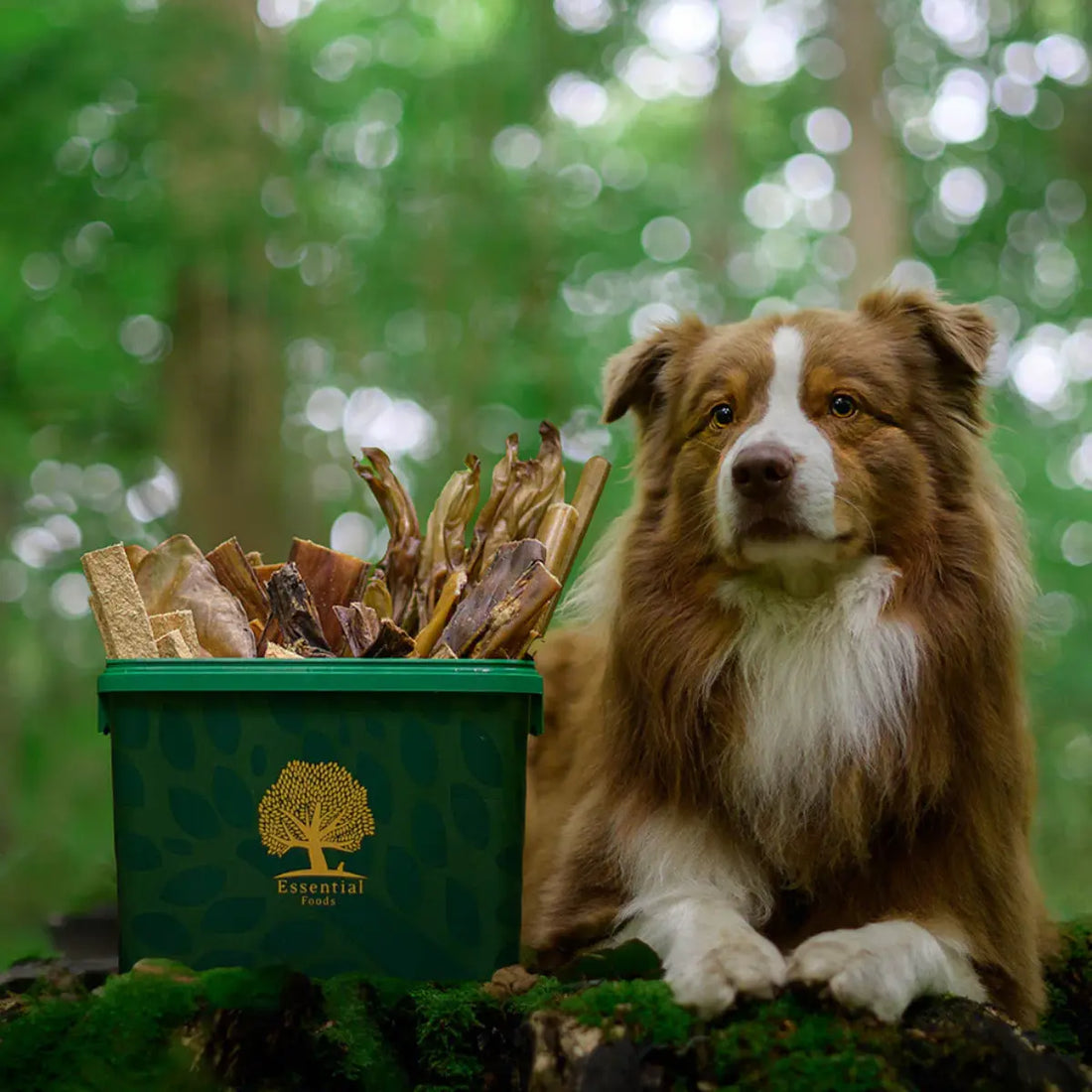 Essential The Small Food Box // Luftdichter Futterbehälter für Hundefutter (2,5 kg)