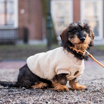 Floofs And Cookies Teddy // Weicher Hundepullover (beige) XXL-XXXL
