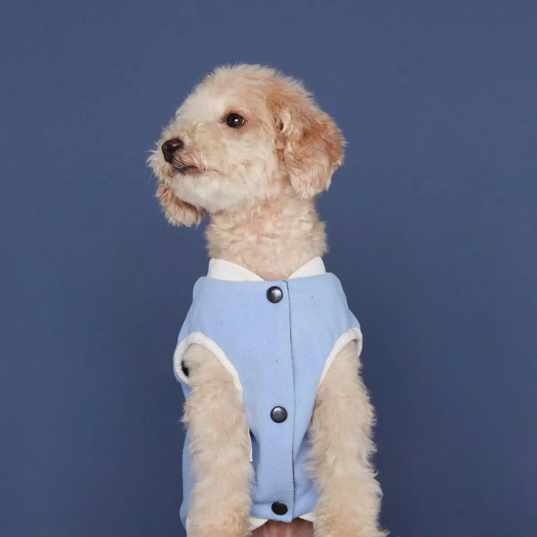 Francis Bomber // Wasserdichte & wendbare Hundejacke (blau)