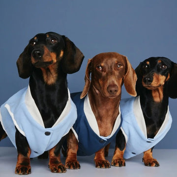 Francis Bomber // Wasserdichte & wendbare Hundejacke (blau)