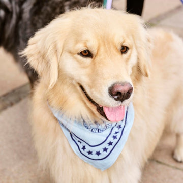 HAY Dogs Scarf // Hundehalstuch aus Baumwolle (blau/marineblau)