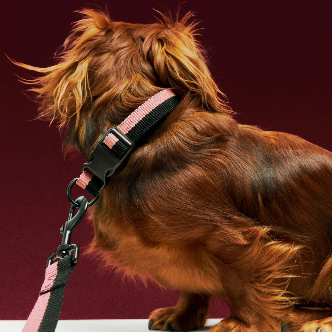 HAY Dogs Flat // Klassische Hundeleine aus recyceltem Nylon (pink/schwarz)