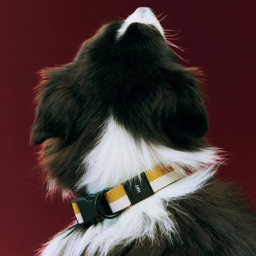 HAY Dogs Flat // Verstellbares Halsband aus weichem Nylon (gelb/creme)