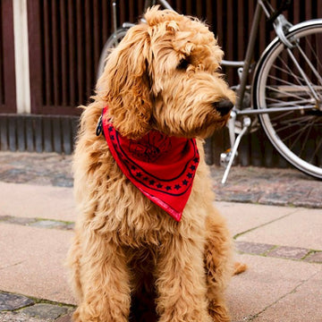 HAY Dogs Scarf // Hundehalstuch aus Baumwolle (rot/marineblau)