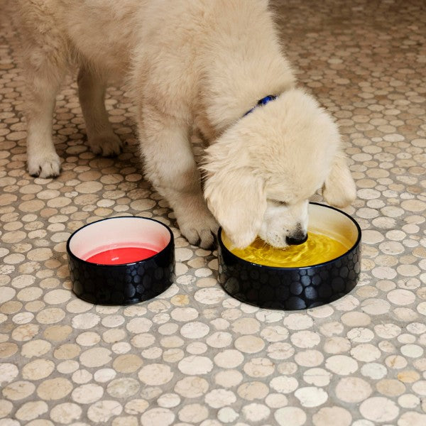 HAY Dogs Bowl Large // Keramik-Hundenapf (gelb/marineblau)