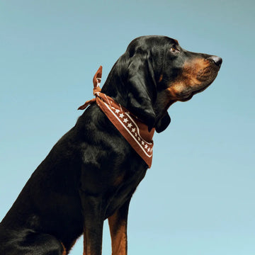 HAY Dogs Scarf // Hundehalstuch aus Baumwolle (braun)