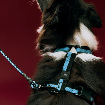 HAY Dogs Flat // Verstellbares Y-Geschirr aus recyceltem Nylon (blau/schwarz)