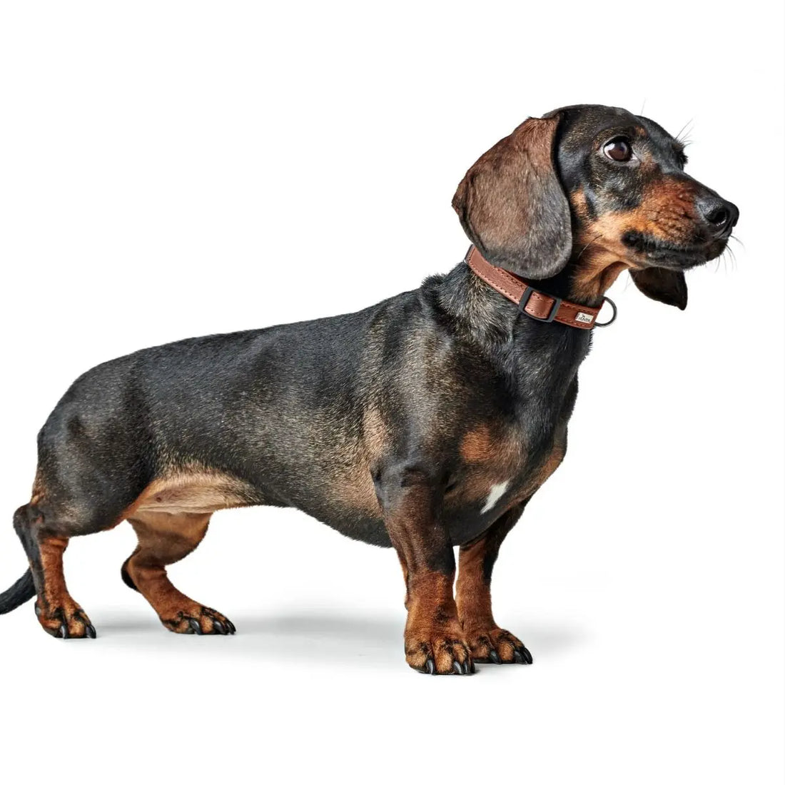 Hunter Canadian // Lederhalsband für Welpen und kleine Hunde (Cognac)