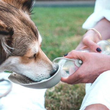 Hunter Travel // Trinkflasche für Hunde