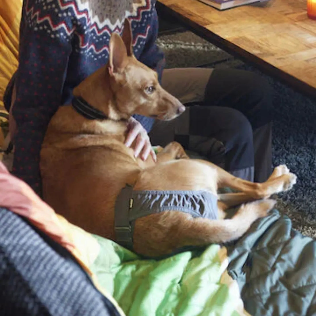Hurtta Eco Period Pants // Verstellbare Hygienehosen für Hunde (grau)