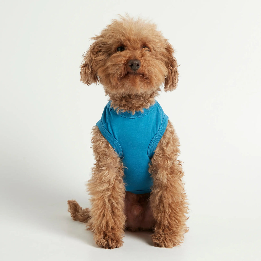 Imi Bodysuit // Hundepullover aus Bio-Baumwolle (blau)