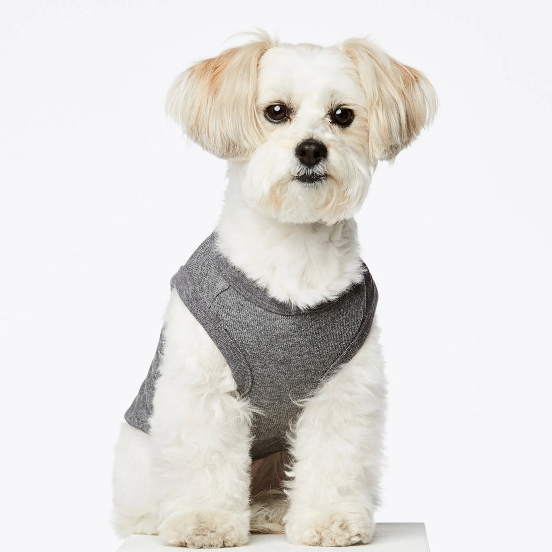 Josef Bodysuit // Hundepullover aus Bio-Baumwolle (grau) XS, S