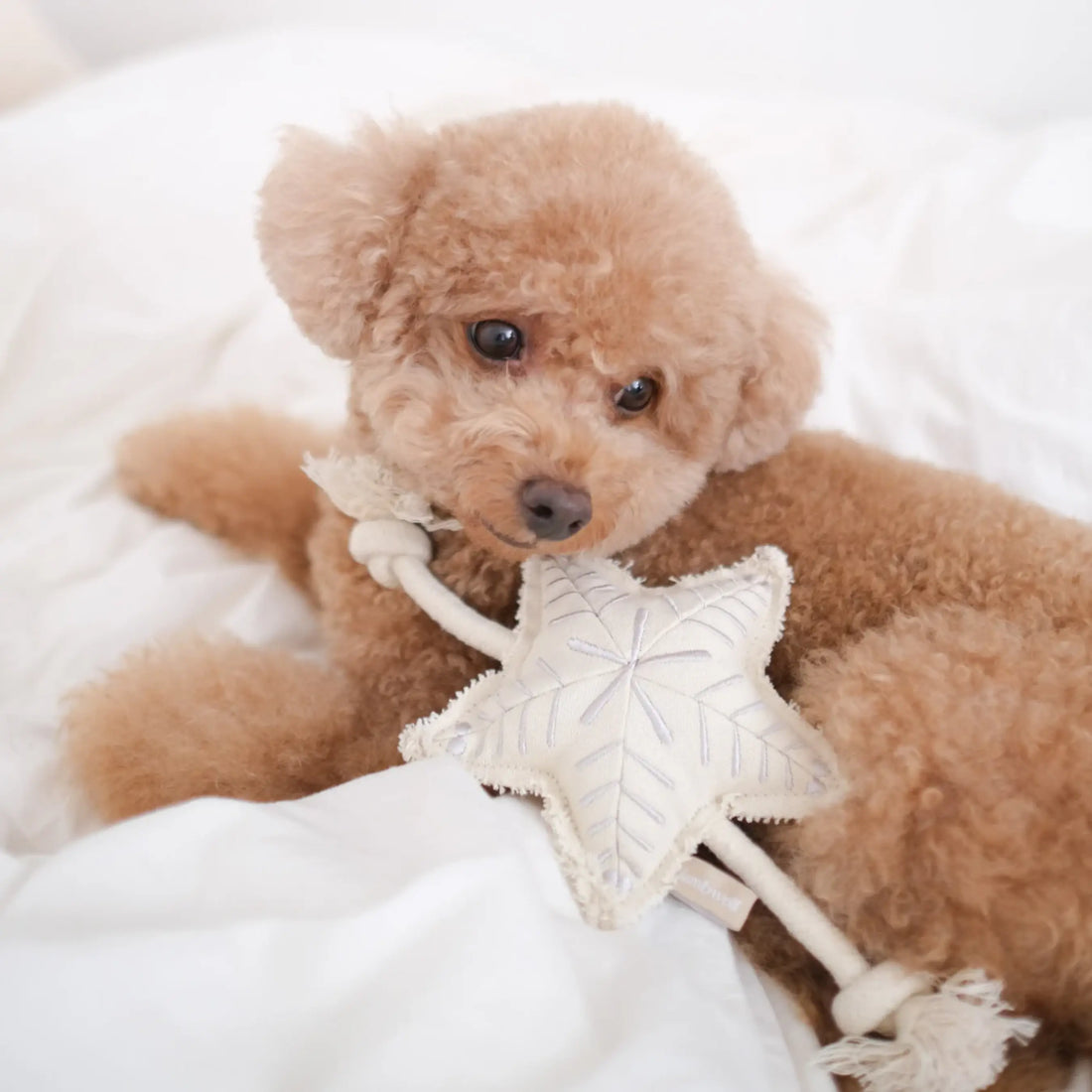 Lambwolf Holiday Star / Weihnachtsspielzeug mit Seil