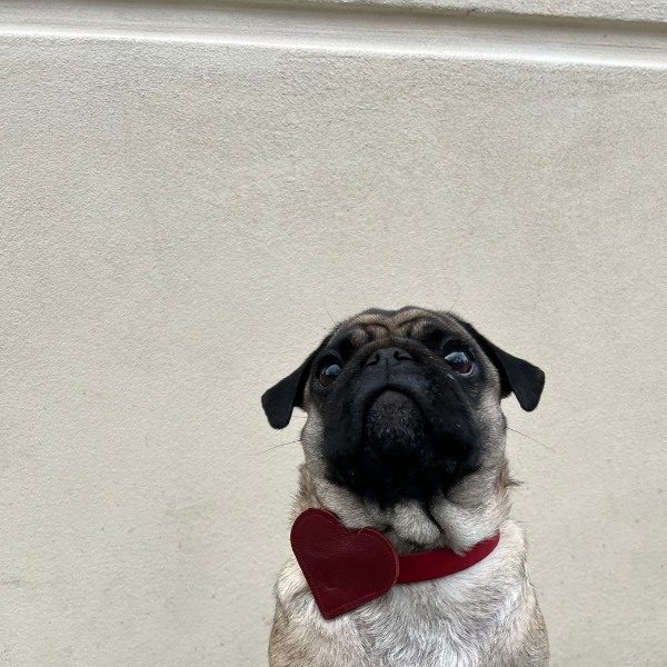 Bone & Bites, Vega // Lederherz für Halsband