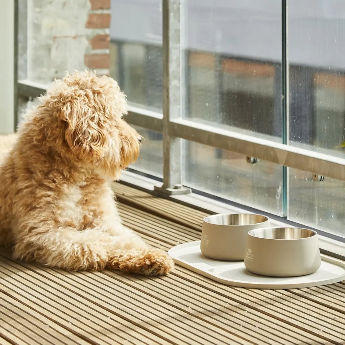 Dog Copenhagen Vega // Rutschfester Hundenapf aus Edelstahl (Caffe Latte)