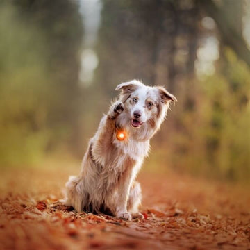 Orbiloc Dog Dual // Hunde-Taschenlampe (bernsteinfarben)
