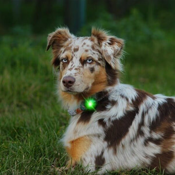 Orbiloc Dog Dual // Hunde-Taschenlampe (grün)