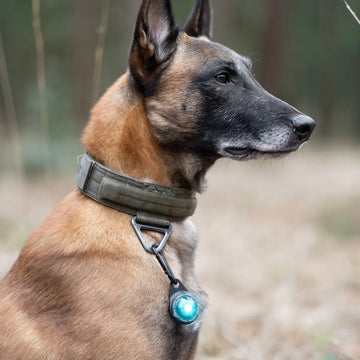 Orbiloc Zubehör // Karabiner für Hundetaschenlampe, gut für langhaarige Hunde