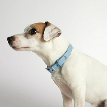 Rose W. Collar // Strapazierfähiges Hundehalsband (blau)